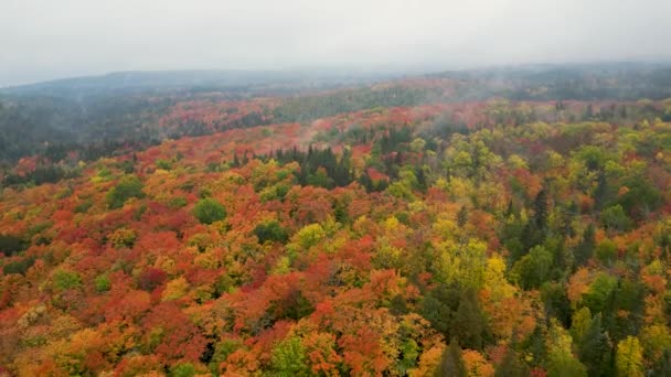 Beautiful Orange Red Autumn Forest Lutsen Minnesota — Stock Video