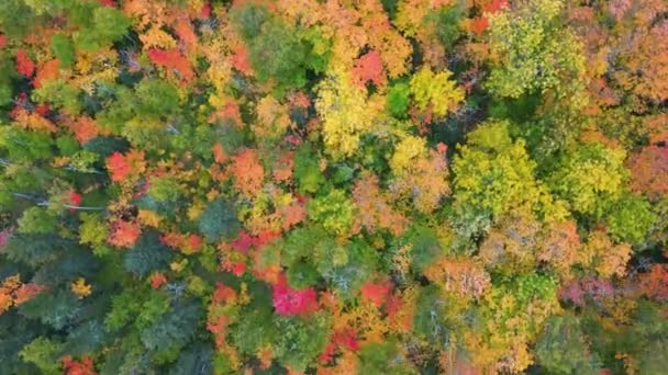 Красивый Оранжевый Красный Осенний Лес Латсен — стоковое видео