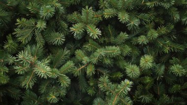 Firavun ağacı brunch 'ı yaklaşıyor. Sığ odaklanma. Yumuşak köknar ağacı brunch 'ı yakın çekim. Noel duvar kağıdı konsepti. Boşluğu kopyala.