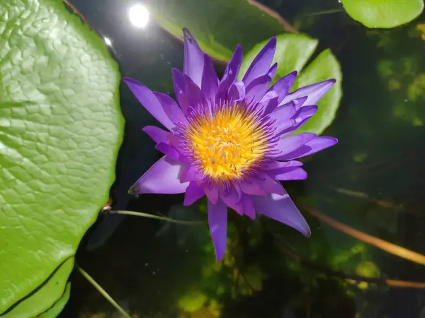 Purple lotus blooming in the lotus basin