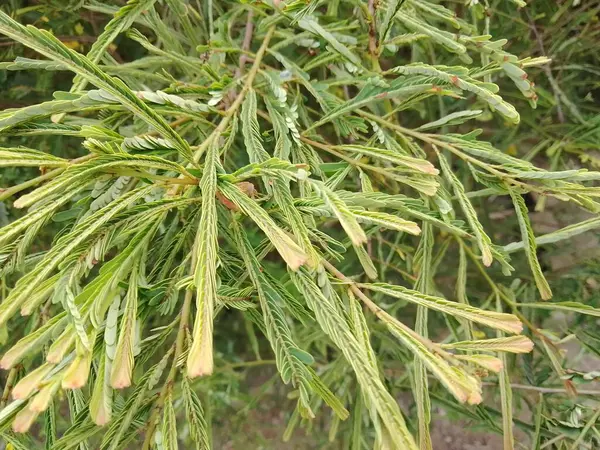 Leucaena lökocephala genç filizleri beyaz popinac, Wild tamarind, ağaçta Leadtree. Tayland 'da pirinç eriştesiyle yenir.
