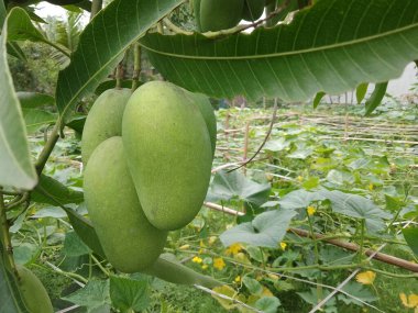 Bani, Dominik Cumhuriyeti 'nde gün batımında büyük mangoları yakından gören mango ağaçları.