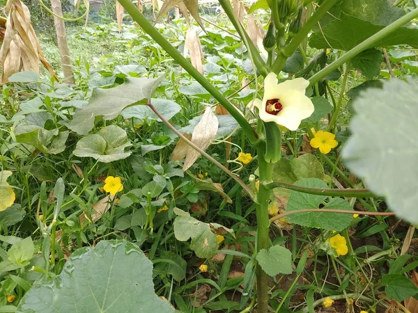 Close Okra Flower Yellow Okra Flower Okra Flower Blurred Background — Stock Photo, Image