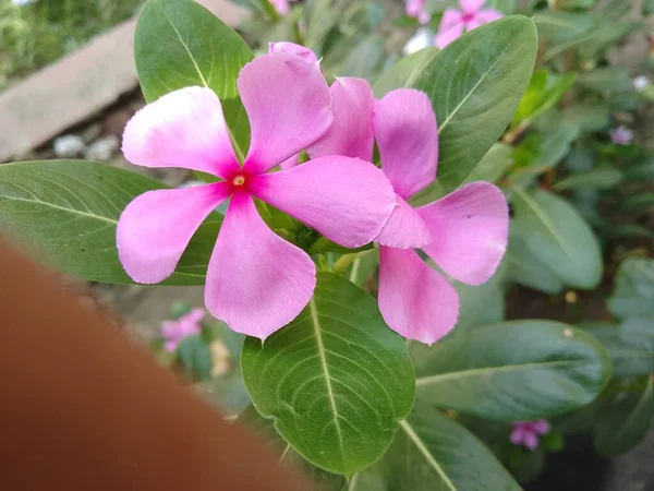Close Beautiful Pink Catharanthus Roseus Also Known Cape Periwinkle Graveyard — Stock Photo, Image