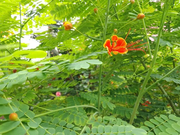 Merah Oranye Berwarna Kuning Merak Bunga — Stok Foto