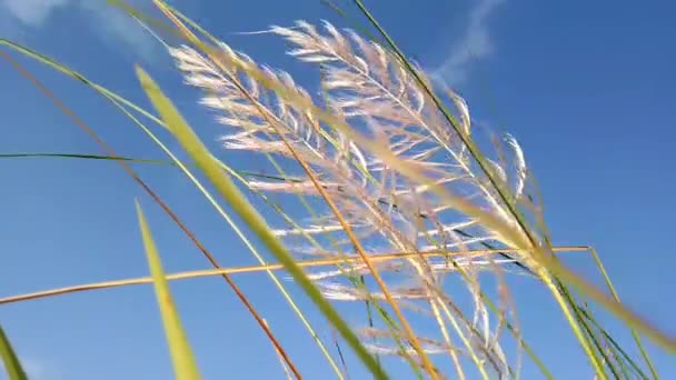 잔디를 따뜻한 — 비디오