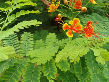 kırmızı turuncu sarı tavus kuşu çiçeği