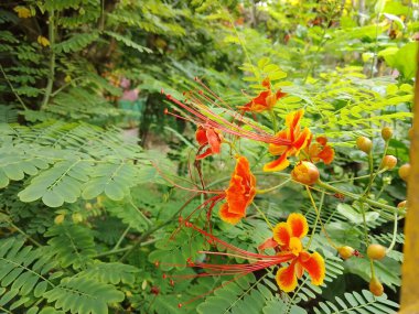 kırmızı turuncu sarı tavus kuşu çiçeği. Tavuskuşu çiçeği ağacı