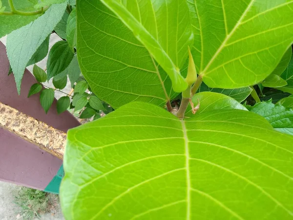 Banyan Ağacı (Ficus benghalensis) genellikle ev bitkisi olarak kullanılan incir ağacıdır.