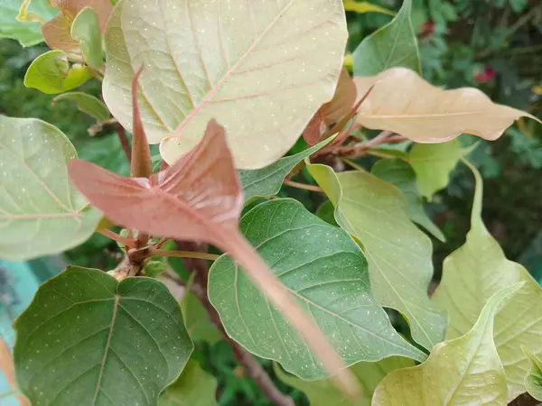 Ficus religiosa bonsai küçük bir bitki parkında ve açık havada