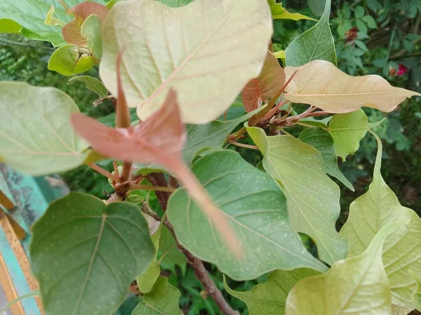 Ficus religiosa bonsai küçük bir bitki parkında ve açık havada