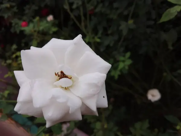 Beyaz gül çalısı yakın. Çiçekli bahçe bitkisi Güzel Alba gülü.
