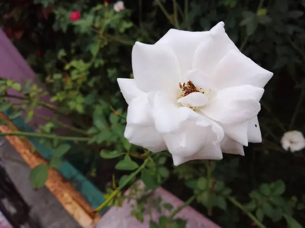 Beyaz gül çalısı yakın. Çiçekli bahçe bitkisi Güzel Alba gülü.
