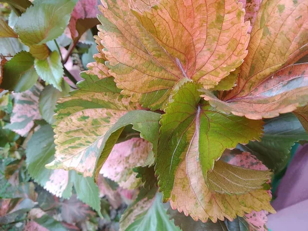 Kırmızı Shiso (Perilla frutescens var. Tarım alanında büyüyen Japon bitkisi, tarım alanında yetişen bitki. Yakın çekim