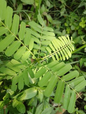 Çimen arka planda gün ışığında küçük sesbania sesban