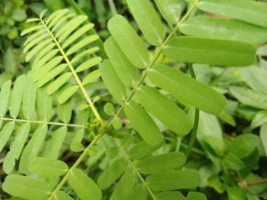 Çimen arka planda gün ışığında küçük sesbania sesban
