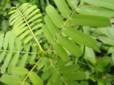 Çimen arka planda gün ışığında küçük sesbania sesban