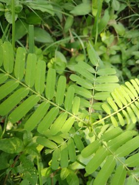 Çimen arka planda gün ışığında küçük sesbania sesban