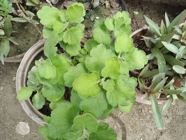 Anise Hyssop bitkisi. Balkon bahçesinde yetişen bitkiler. Üst görünüm, boşluğu kopyala. Seçici odak
