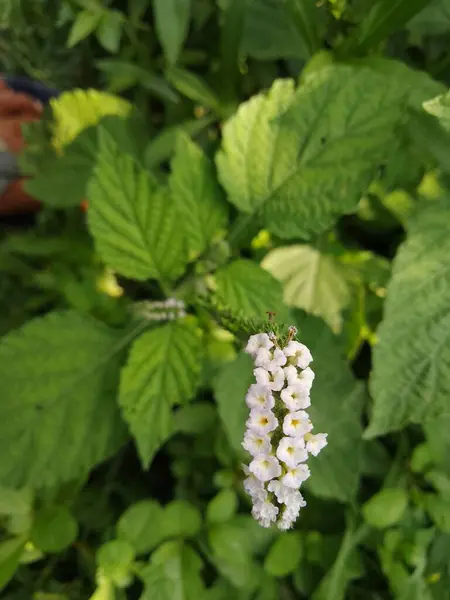 Helotropium indicum (Sangketan, buntut tikus, Hint heliotrope, Hint Turnsole, Heliophytum indicum, Heliotropium parviflorum, Tiaridium indicum) doğal bir arka plana sahiptir.