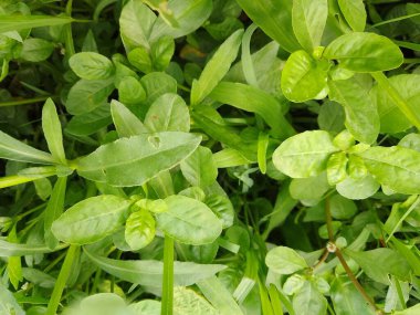 Çimen yeşili yaprak yeşili arka plan Çimler çok güzel