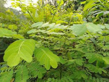 Kurtçuk Çalı ağacının yeşil yaprakları (Cassia alata) Gleditsia Limelight kreşi bahçe arka planına sahip