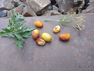 Bahçedeki çalılıklarda kırmızı güller. - Rusya. Bangladeş