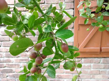 Carrissa Caranda, arka planda küçük bir meyve ağacı var.