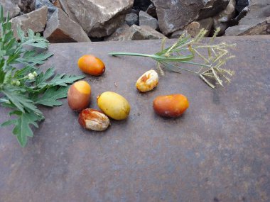 Çok güzel bir hurma palmiyesi. Bu, arka planda hurma taşları ve yeşil bir çevreye sahip Bangladeş 'in demiryolu hattında bulunan bir hurma ağacı..