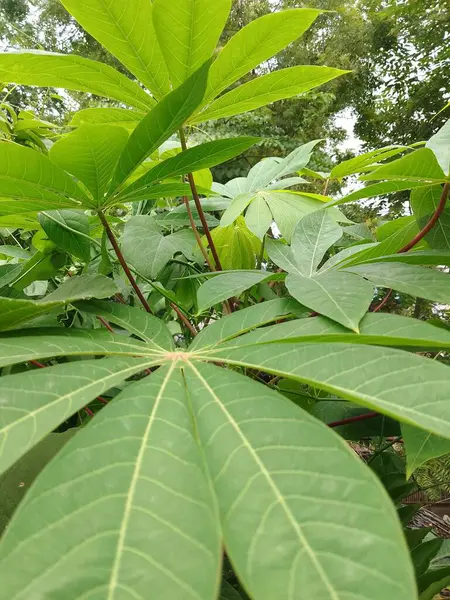 Cassava Yaprakları. Yeşil Cassava Yaprakları. Cassava Yaprak Arkaplanı. Cassava, Bitki ya da Daun Singkong 'dan ayrılıyor. Bangladeş