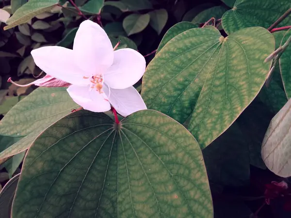 Bauhinia Acuminata çiçek arkaplanda yapraklar bırakır. Kesme Yolu