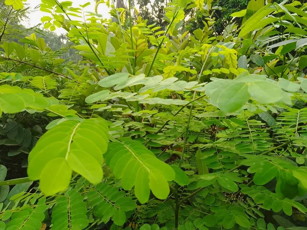 stock image Green leaves of Ringworm Bush tree (Cassia alata)