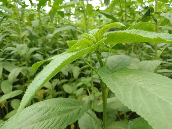 Jute, Corchorus kapsülü Bangladeş 'te yeşil yapraklar dosyalandı..