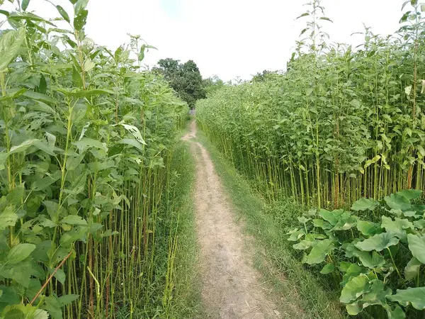 Bangladeş 'te Jute Cultivation. Jüt, bir zamanlar Bangladeş 'in altın lifleri olarak bilinen beyaz kenevir bitkisinin kabuğundan (Corchorus capsularis) çıkarılmıştır..