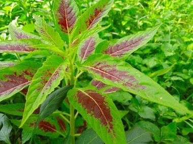 Bitki üzerinde kapalı kalıp ağaç, doğal arka planda izole. Tropikal bitkinin güzel yaprakları. Doğa arkaplanı.