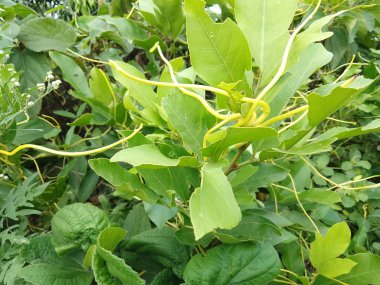 Cuscuta, yeşil asma bitkisi, doğal bitkiler yeşil ve şeffaf. Bangladeş