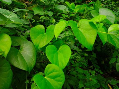 Tahta arka planda Tinospora cordifolia otları (Kalp terk edilmiş ay tohumu, guduchi, giloy, crispa) bulunur. seçici odak.