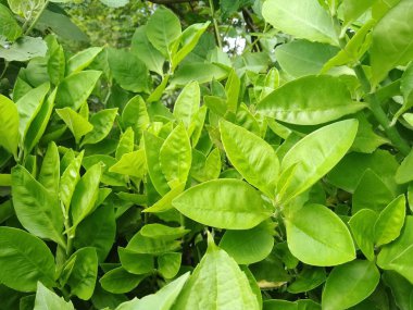 Cape Jasmine (Gardenia jasminodes) doğa geçmişi üzerine. Bangladeş