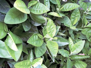 Cape Jasmine (Gardenia jasminodes) doğa geçmişi üzerine. Bangladeş