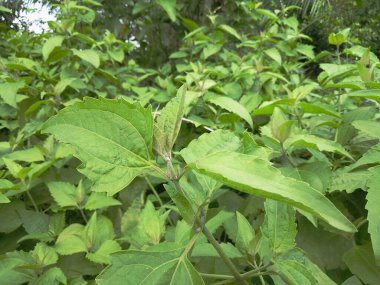 Parijat, Nyctanthes ağaç-tristis, gece çiçekli yasemin ya da Shiuli bitkisi. Bangladeş