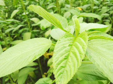 Bulutlu arka planı olan tarlalarda çiğ jüt ağaçları. Bir zamanlar jüte Bangladeş 'in altın lifleri denirdi. Jüpiter bitkileri. Jute. Corchorus kapsülaris. Altın iplik ağaçları. Altın iplik bitkileri. Kullanışlı lif.