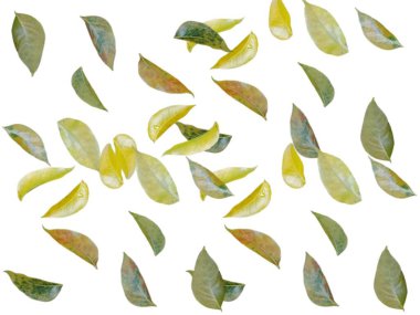 Suluboya el yapımı yapraklarla kusursuz desen..