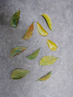 En gençten en yaşlıya maun yaprakları estetik olarak fotoğraflanır..