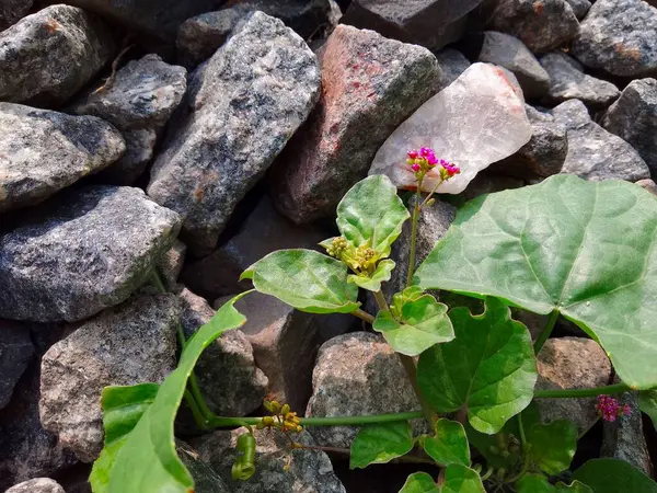 Boerhavia vaill, çiçekli bir bitki türüdür. Bitkisel ilaçlarda kullanılır. Eski taş zeminde. Kolombiya, Uttarakhand ve Bangladeş. .
