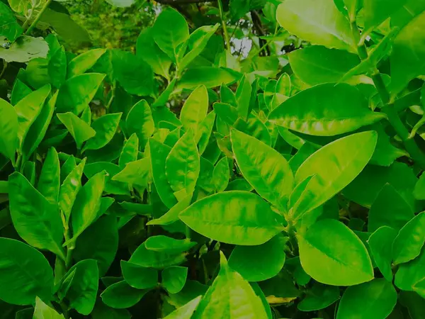 Cape Jasmine (Gardenia jasminodes) doğa geçmişi üzerine. Bangladeş