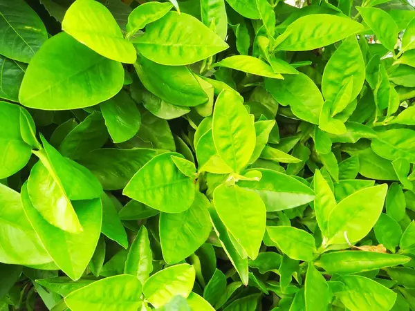 Cape Jasmine (Gardenia jasminodes) doğa geçmişi üzerine. Bangladeş