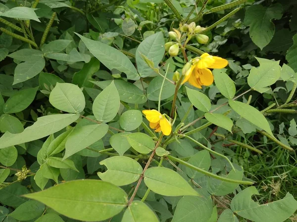 Bir tohum ve tomurcuk kümesi iki güzel, parlak sarı kahve senna çiçeğiyle çevrilidir. Sri Lanka 'da, bu bitki Senna occidentalis olarak bilinir - stiptik ot