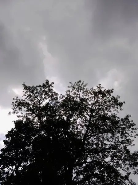 Ağaç dalları, bitki örtüsü ve doğa