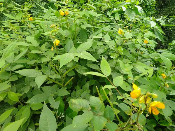 Senna occidentalis is a pantropical plant species. The species was formerly placed in the genus Cassia. Bangladesh