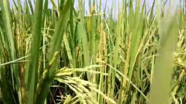 Sarı ve yeşil çeltik tanelerini tutan çeltik sapı rüzgarda sallanıyor.